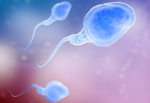 donor-sperm